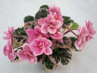 ЛЕ-Августина (миниатюра) (л/ук) - код Ф327 **