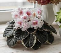 Р-Аллея Роз (стандарт) (л/ук) - код Ф998