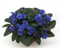 Sundown Trail (трейлер) (л/ук) - код Ф732 Sundown Trail (трейлер) (л/ук) - код Ф732