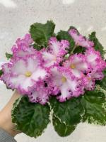 NiK-Обыкновенная Богиня (стандарт) (л/ук) - код Ф1002