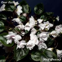 Deer Path (трейлер) (л/ук) - код  Ф086