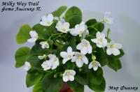 Milky Way Trail (трейлер) (л/ук) - код Ф518 Milky Way Trail (трейлер) (л/ук) - код Ф518