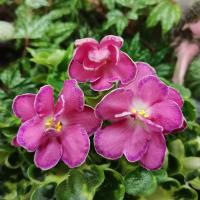 АВ-Фаберже (Новинка 2022) (стандарт) (л/ук) - код Ф991