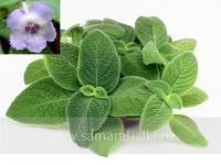 Episcia fimbriata Blue Heaven (сталон срез) - код Э032
