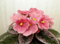 Mac's Maginal Mandarin (миниатюра) (л/ср) - код Ф762