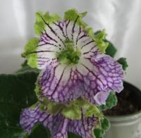 Dem-Мятная Конфетка (107) (дет) - код С093