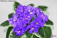 ЕК-Вальс Светлячков (стандарт) (л/ук) - код Ф779 **