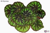 DS-Бусинка (л/ср) - код Б129