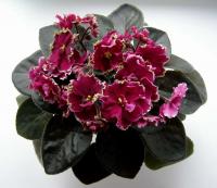 ЕК-Рубин в Изумруде (стандарт) (л/ук) - код  Ф084 **