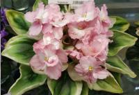 РС-Утренний Пляж (миниатюра) (л/ук) - код Ф147