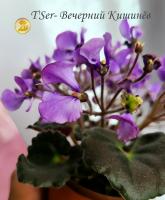 Т'Sеr-Вечерний Кишинёв (миниатюра) (л/ср) - код Ф656