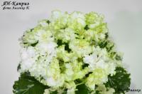 ЯН-Каприз (стандарт) (л/ук) - код Ф048