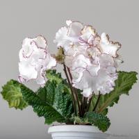 DS-2263 (Новинка) (дет) - С149