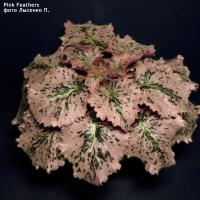 Pink Feathers (стандарт) (л/ук) - код Ф303