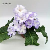 DS-Little man (дет) - код С171