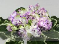 КО-Алмазная Мозаика (стандарт) (л/ук) - код Ф213