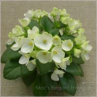 Mac's Elegant Emerald (миниатюра) (л/ср) - код Ф564 **