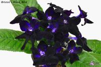 Bristol’s Black Bird (дет) - С022