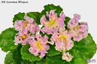 АВ-Золотая Текила (стандарт) (л/ук) - код Ф342