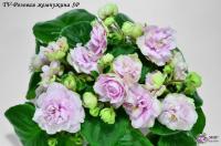 TV-Розовая жемчужина SP (стандарт) (л/ук) - код Ф592 **