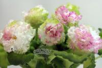 РС-Румяная Весна (стандарт) (л/ук) - код Ф179