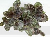 Е.С.К-Степные Дали (сталон срез) - код Э016