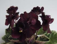 Dark Night of the Soul (миниатюра) (л/ср) - код Ф1022