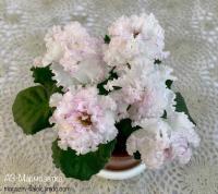 АВ-Мармозетка (стандарт) (л/ук) - код Ф357 **