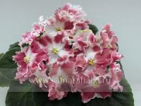 КZ-Лёгкая Парча (стандарт) (л/ук) - код Ф253