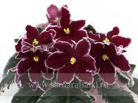 Meant to Be (стандарт) (л/ук) - код Ф058