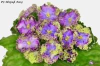 РС-Шериф Люкс (стандарт) (л/ук) - код Ф750