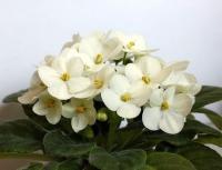 Optimara ontario (стандарт) (л/ук) - код Ф731 **