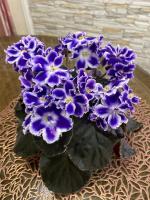 НД-Мальчиш-Кибальчиш (стандарт) (л/ук) - код Ф845