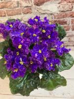 Nik-Экстраверт (стандарт) (л/ук) - код Ф274