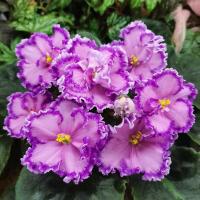 ЛФ-Очарование (стандарт) (л/ук) - код Ф287