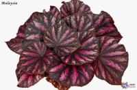 Malaysia (дет) - код Б141