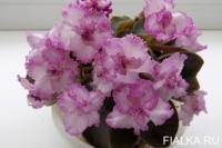 НД-Сонечка (миниатюра) (дет) - код Ф938