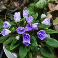 ЛЕ-Голубой Дунай (трейлер) (л/ук) - код Ф008 ЛЕ-Голубой Дунай (трейлер) (л/ук) - код Ф008