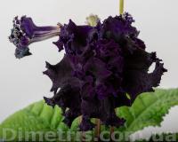 DS-2256 (Новинка) (дет) - код С008