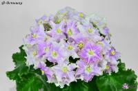 Ф-Вспышка (стандарт) (л/ук) - код Ф747