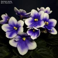 Optimara myJoy (стандарт) (л/ук) - код Ф308 **