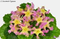 С-Золотой Гурами (стандарт) (л/ук) - код Ф854