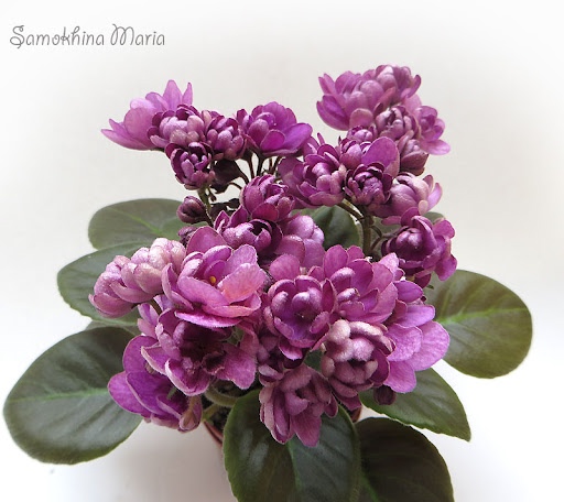 #сорт_дня@ideal_fialka Миниатюрные фиалки селекции Елены Лебецкой. Фото из сети.