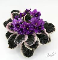 НД-Тайна Третьей Планеты (стандарт) (л/ук) - код Ф783