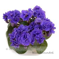 Blue Scoundrel (миниатюра) (дет) - код Ф946