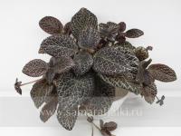 ТМ-Валенсия (сталон срез) - код Э041