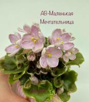 АВ-Маленькая Мечтательница (миниатюра) (л/ук) - код Ф446