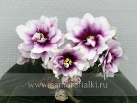 Dn-БоДжек (стандарт) (л/ук) - код Ф497