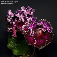 Dem-Цыганский Барон (дет) - код С066