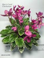 Mac’s Coral Clackamas (миниатюра) (л/ср) - код Ф931 **